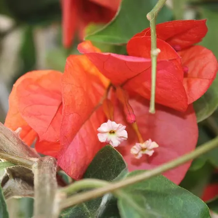 Casa Lagoa בית כפרי *