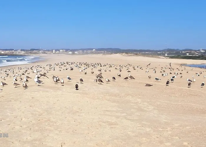 Casa Lagoa * Эшмориш