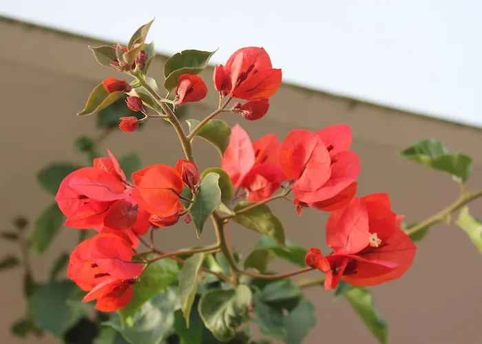 Летний дом Casa Lagoa