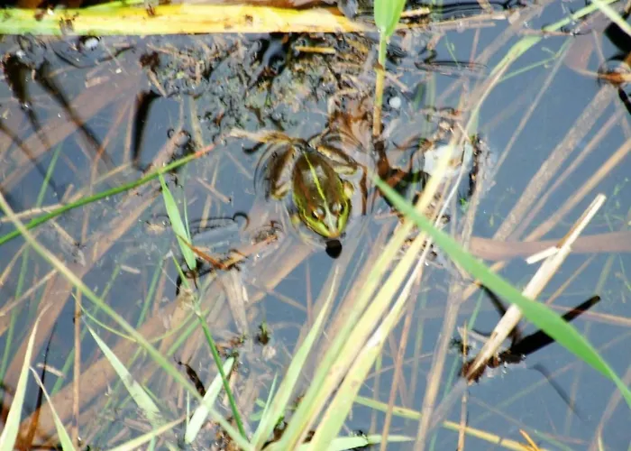 Летний дом Casa Lagoa Эшмориш